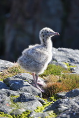 Glaucous Gull (Larus hyperboreus) nestling