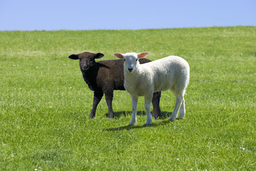 Schwarzes und Weißes Schaf