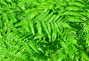 Fototapeta na wymiar fern growing in a forest