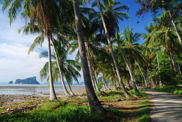 Idylic bay of a tropical island with coconut palms