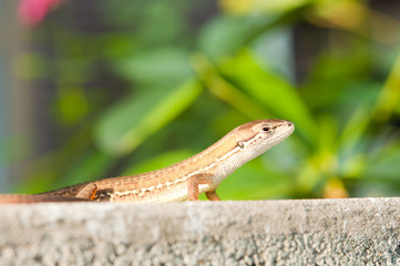 うとうとするカナヘビ