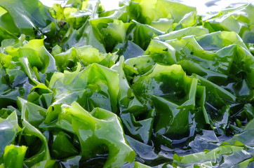 Seaweed and Sea © callous