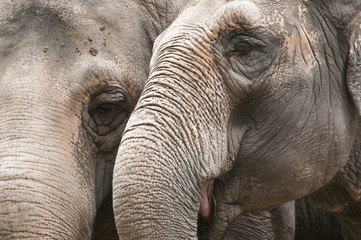 Fototapeta premium Closeup of the eye and trunk of indian elephant
