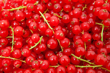 background of red berries