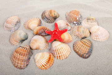 Fototapeta na wymiar beach with shells and red starfish