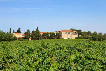 Fototapeta na wymiar Vineyard with beautiful house in France