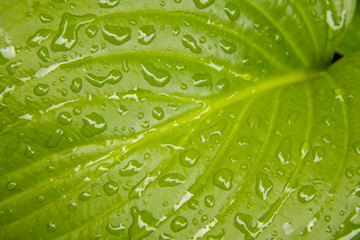 Tropfen auf einem Blatt