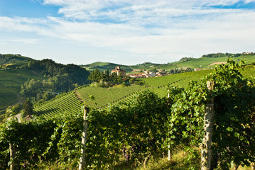 langhe- barolo