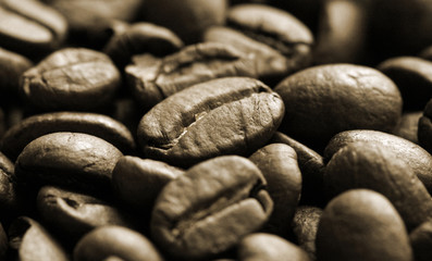 Close-up of brown arabica coffee beans