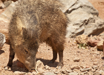 Javelina (Peccary) in Arizona's Desert