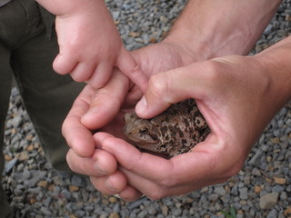 Touching a Toad