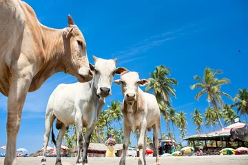 Tuinposter India Cow on  Tropical beach ,Goa, India