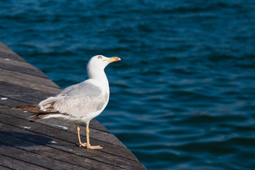 sea gull standing on the edge of wooden bridge