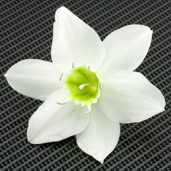fleur blanche du lys de la Vierge sur feuille carbone