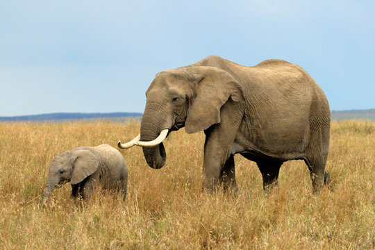 Elefant mit Nachwuchs
