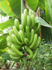 bananas