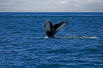 White markings on Humpback whale tail