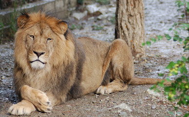 lion