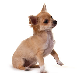 Obraz premium Niedlicher Welpe