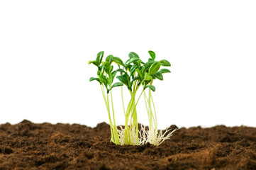 Green seedling illustrating concept of new life