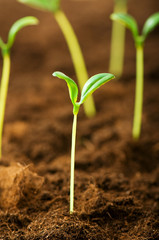 Green seedling illustrating concept of new life