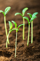 Green seedling illustrating concept of new life