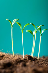 Green seedling illustrating concept of new life