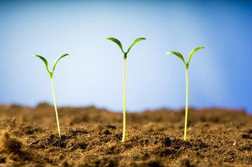 Green seedling illustrating concept of new life