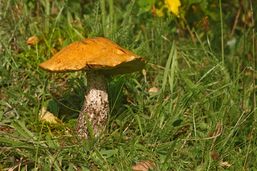 red cap mushroom on moss