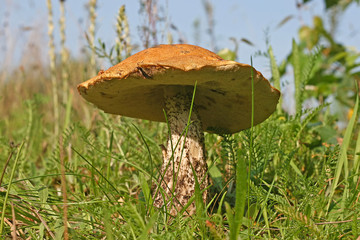 red cap mushroom on moss