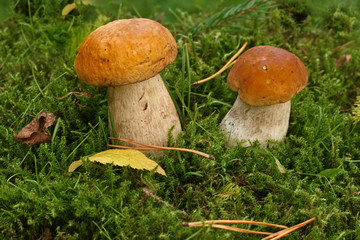 Familly of small mushrooms growing on the moss close up