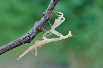 Mantis Religiosa