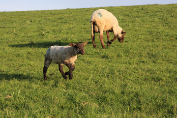 Obraz premium brown lamb