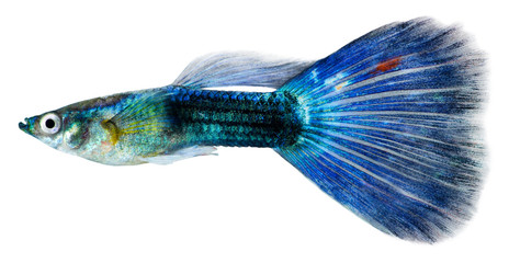 Fototapeta premium Guppy fish (Poecilia reticulata)