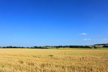 cornfield trees houses rural landscape blue sky