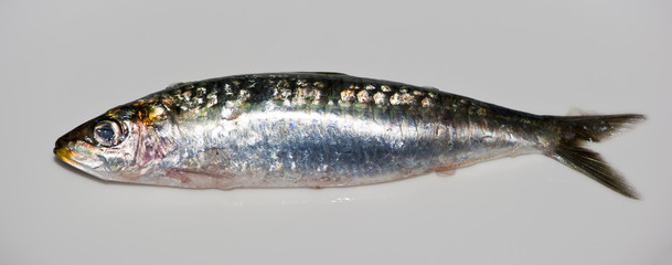 Sardine I