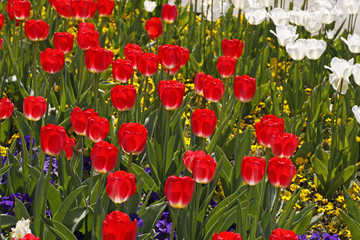 Fototapeta premium Rote Tulpen im Licht - red tulips