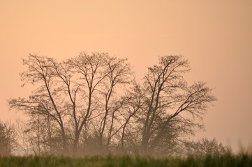 Fototapeta na wymiar Trees at Dawn