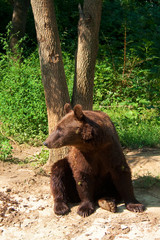 European brown bear resting on the ground (Ursus arctos)