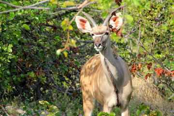 Greater Kudu