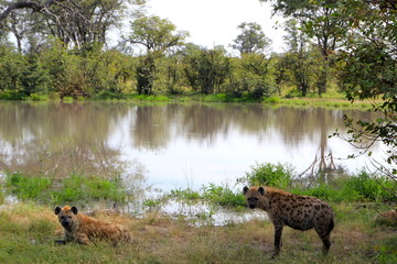 Spotted Hyaena (hyena)