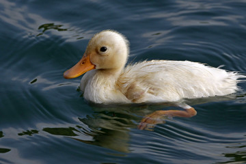 Kleine Hausente (Stockente) im See - Anas platyrhynchos