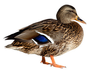 Duck on white
