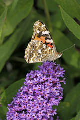 Distelfalter (Vanessa cardui) auf Buddleja - Painted Lady