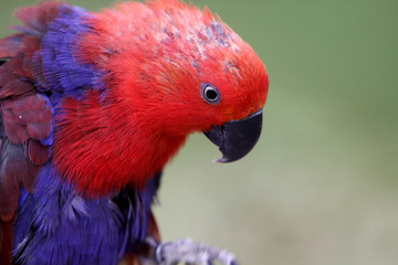 Edelpapagei (Weibchen)