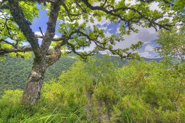 Robledal