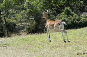 fallow deer run