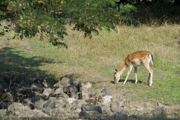 fallow deer graze