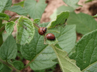 Potato Bugs