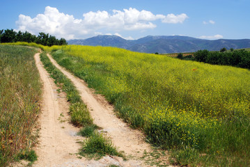Fototapeta na wymiar landscape with road in meadow